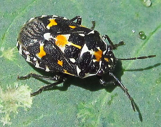 Pentatomidae: Stenozygum coloratum del S-Turchia (Antalya)